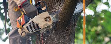 Best Stump Grinding and Removal  in Ocean City, FL