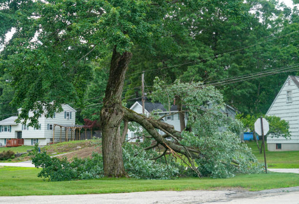 Best Commercial Tree Services  in Ocean City, FL