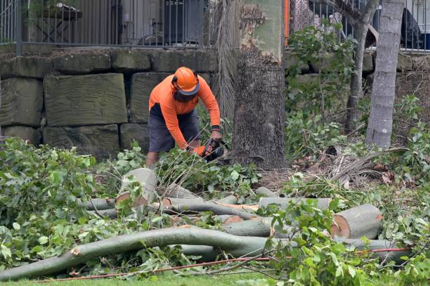 Best Hazardous Tree Removal  in Ocean City, FL